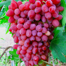 Виноград кишмиш Велес