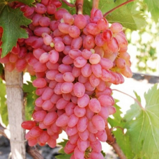 Виноград кишмиш Мрія