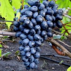 Виноград Осінній Королівський