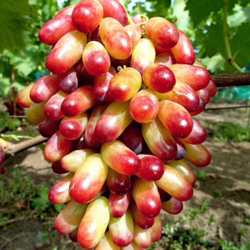 Виноград Манікюр Фінгера Виноград Манікюр Фінгера