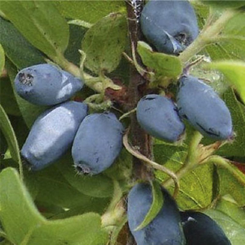 Жимолость Вітамінна