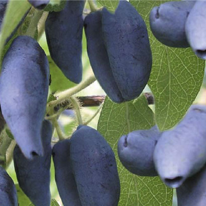 Жимолость Каріна Жимолость Каріна