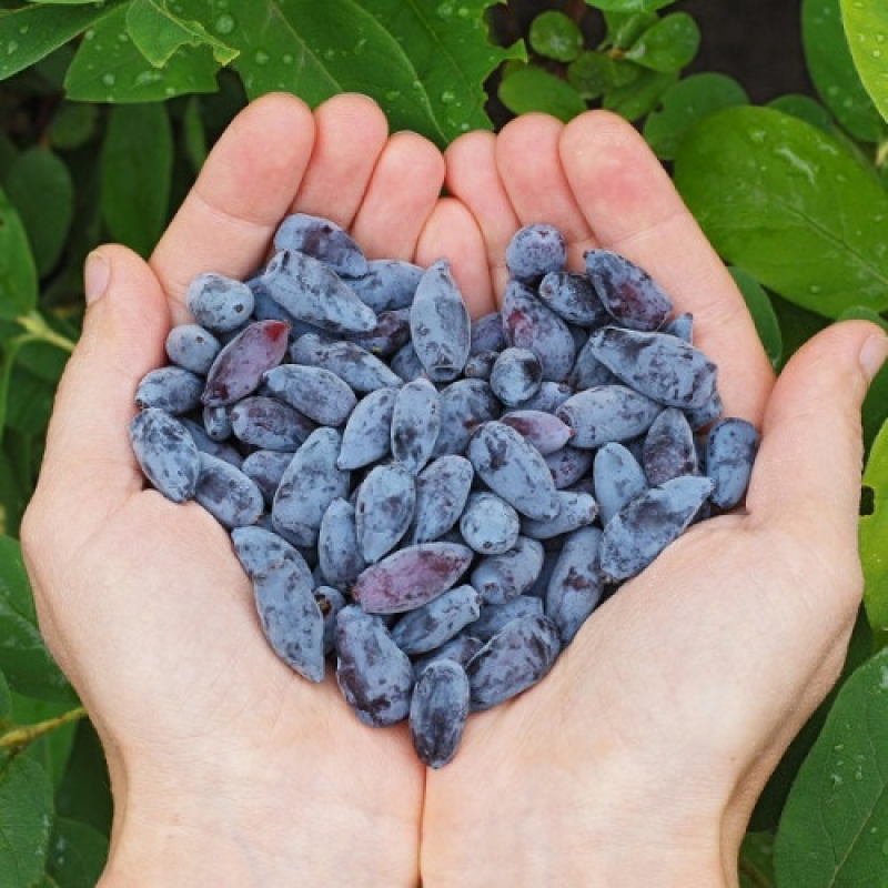 Жимолості Лакомка