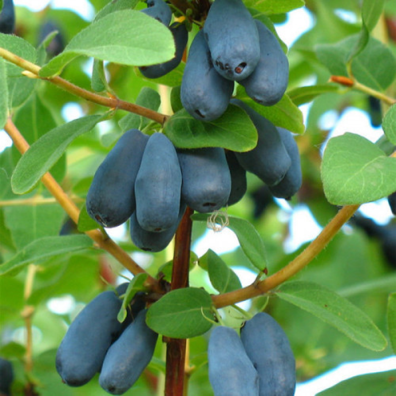 Жимолость Синій Птах Жимолость Синій Птах