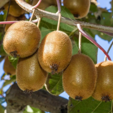 Ківі Монті Монтгомері