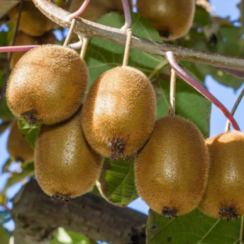 Ківі Монті Монтгомері