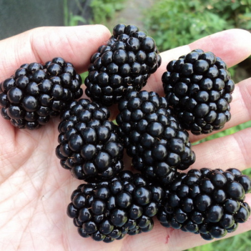 Ожина Честер Ожина Честер