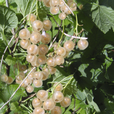 Смородина Біла Сніжана