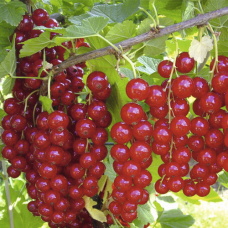 Порічка Троїцька