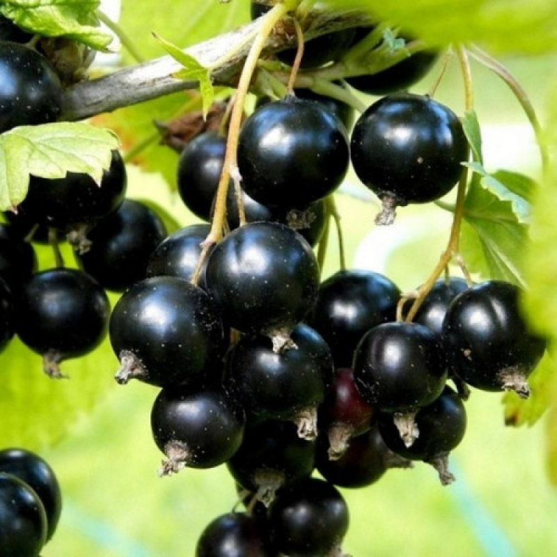 Смородина чорна Скарб Смородина чорна Скарб