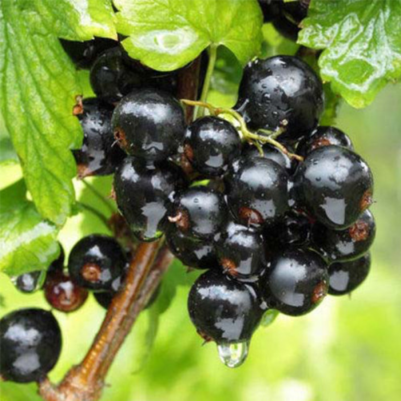 Смородина Чорний Бумер Смородина Чорний Бумер