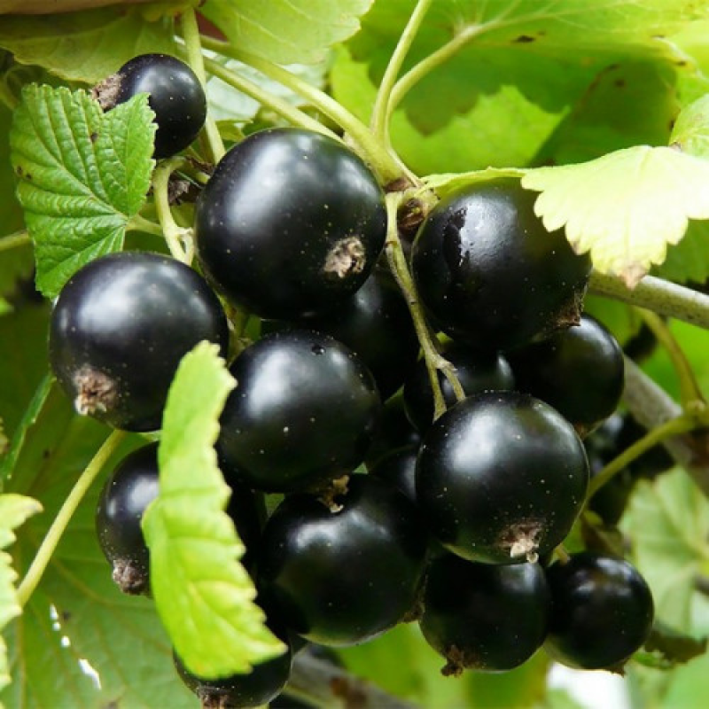 Смородина чорна Казкова Смородина чорна Казкова