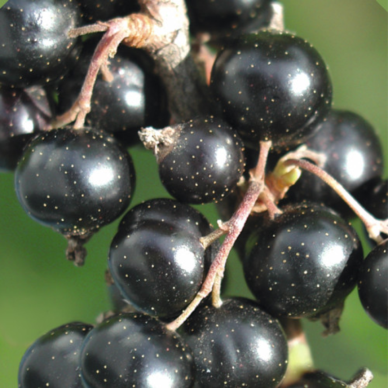 Смородина чорна Аметист Смородина чорна Аметист