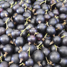 Смородина чорна Титатія