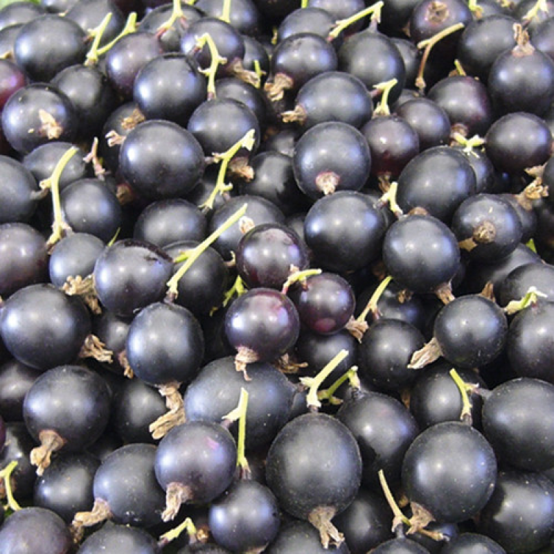 Смородина чорна Титатія