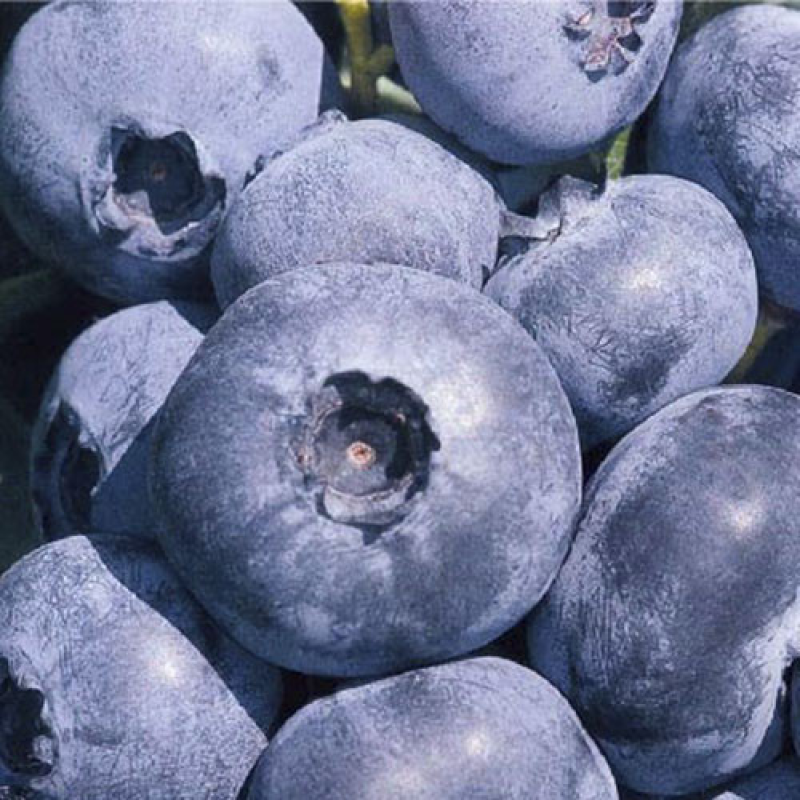 Лохина Патріот