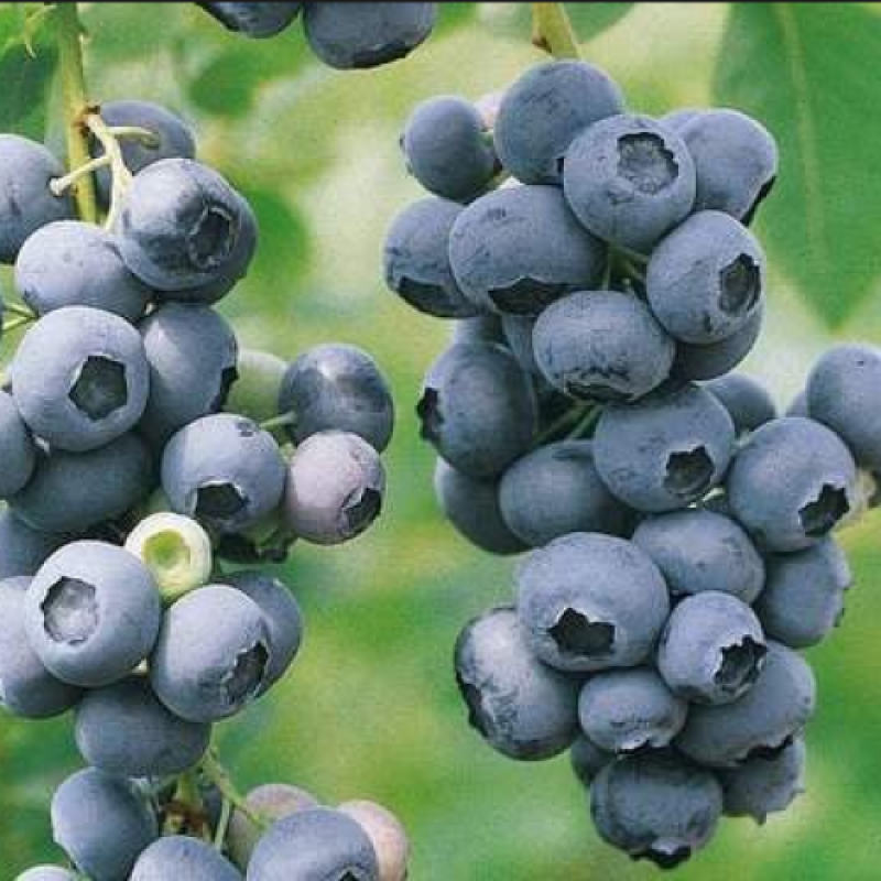 Лохина Чандрел Лохина Чандрел