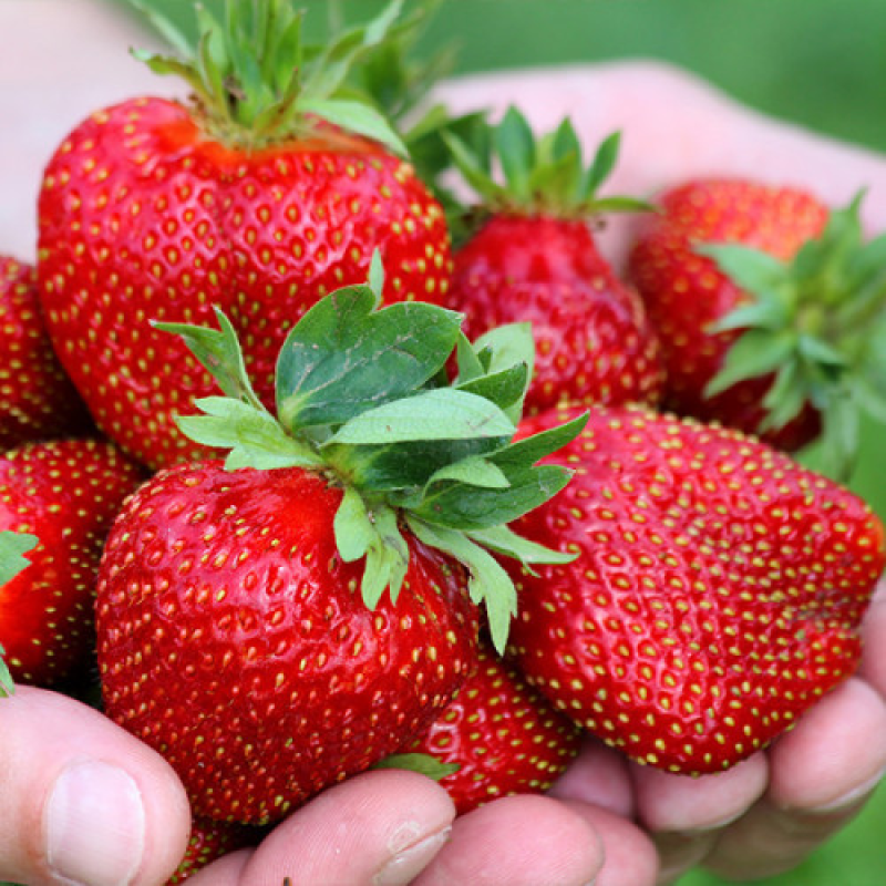 Полуниця Королева Элизавета Полуниця Королева Элизавета