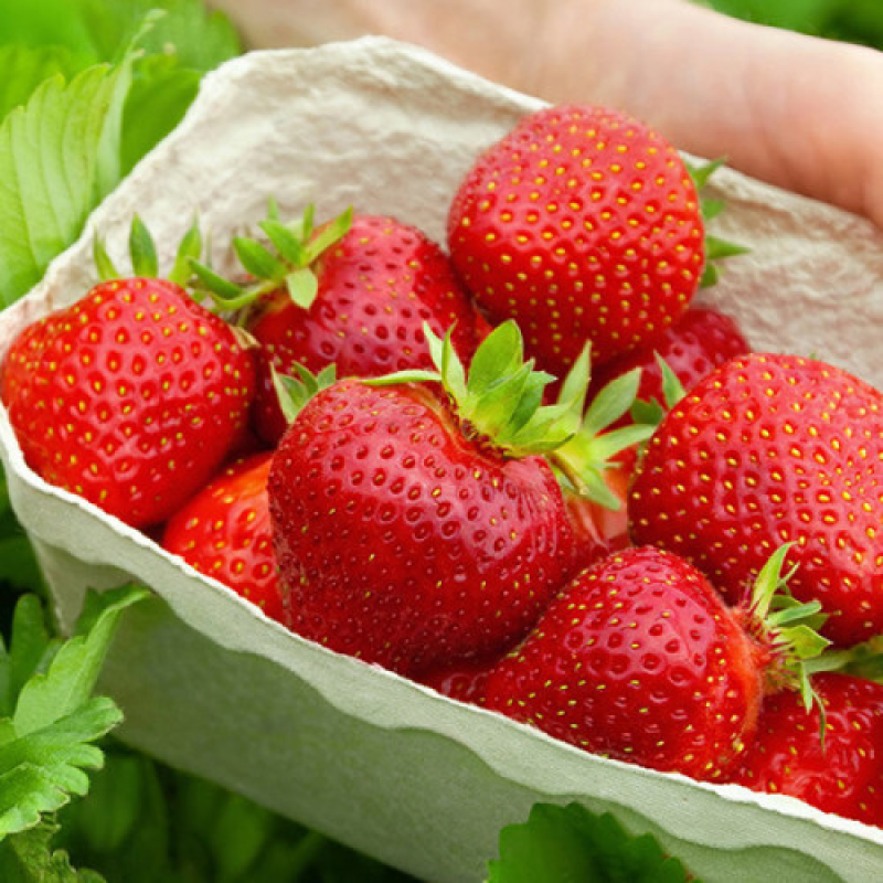 Полуниця Монтерей Полуниця Монтерей