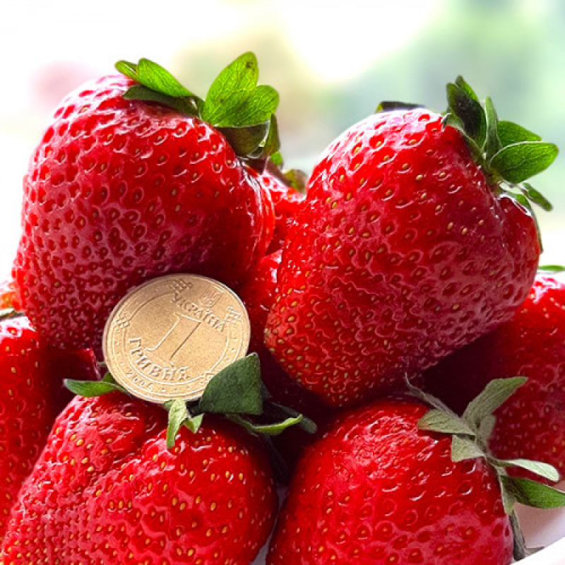 Полуниця Азія Полуниця Азія