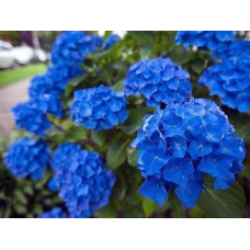 Гортензія Блю