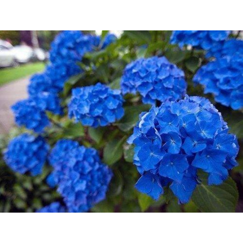 Гортензія Блю