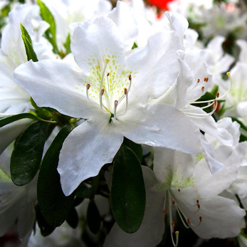 Ододендрон (Азалія японська) White ladyt