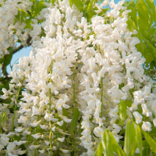 Гліцинія Широ Нода