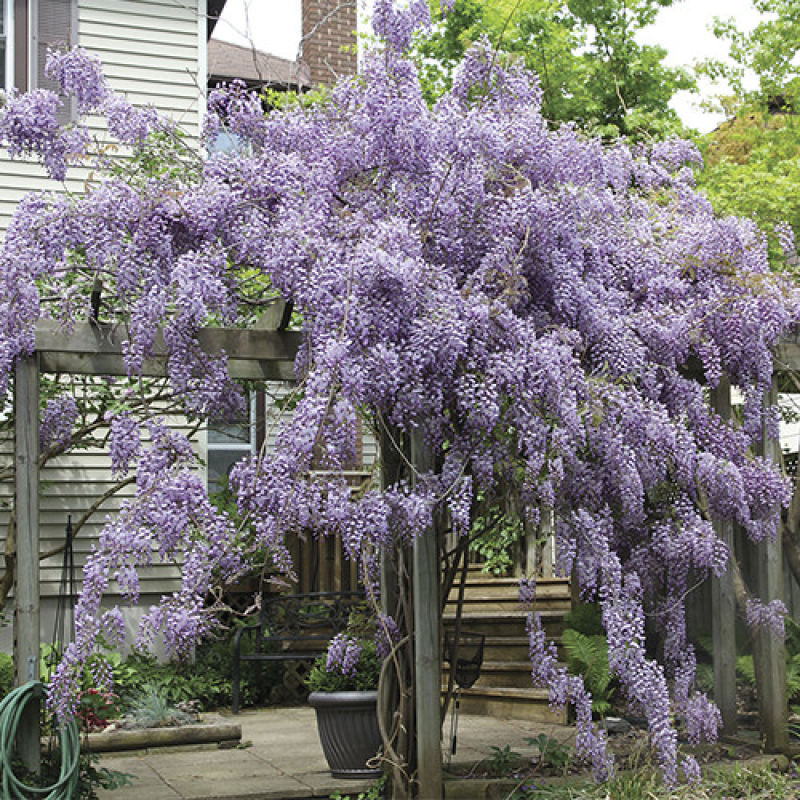 Гліцинія Amethyst