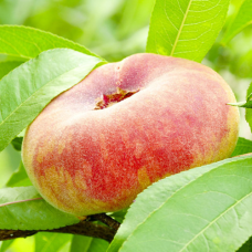 Персик Бельмондо(інжирний)
