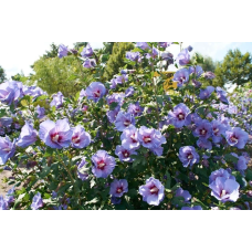 Гібіскус деревовидний ліловий