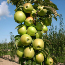 Яблуня колоновидна Президент