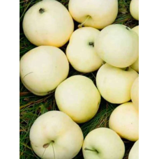 Яблуня колоновидна Білосніжка