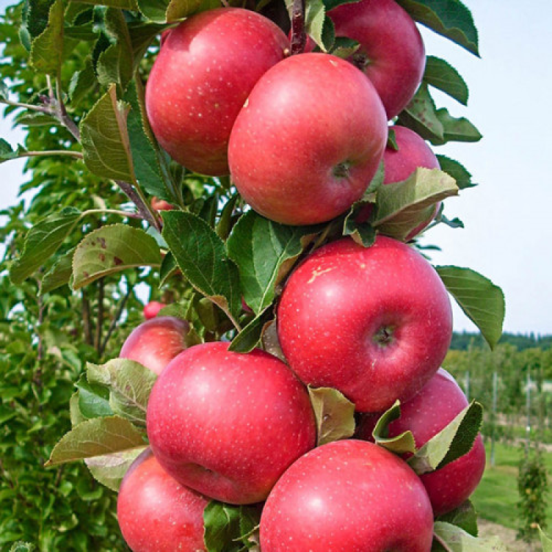 Яблуня колоновидна Арбат Яблуня колоновидна Арбат