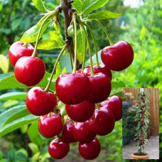 Вишня колоновидна Малютка