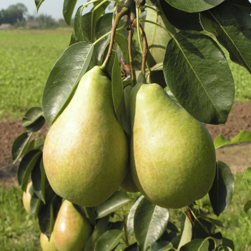 Груша колоновидна Г-3 Груша колоновидна Г-3