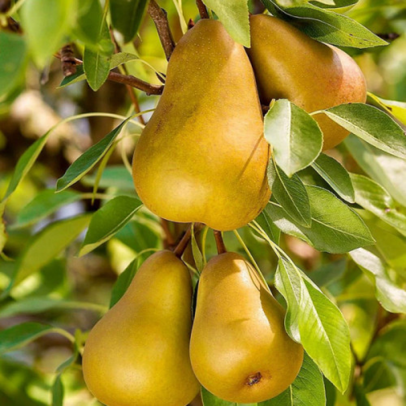 Груша колоновидна Санремі Груша колоновидна Санремі