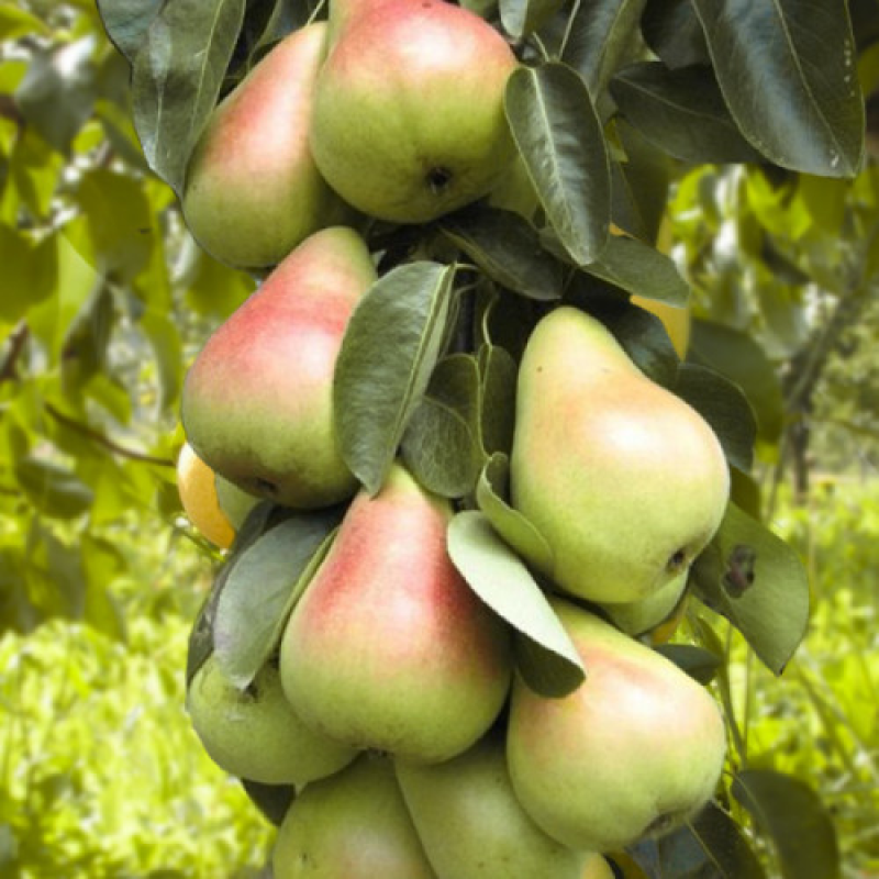 Груша колоновидна Сапфіра Груша колоновидна Сапфіра