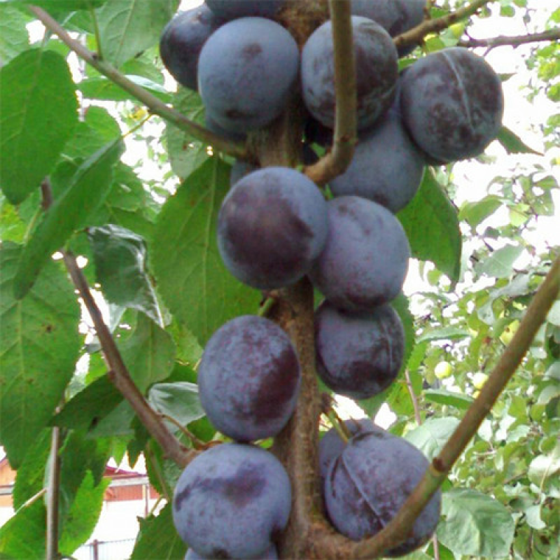 Слива колоновидна Блю Світ