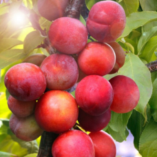 Слива колоноподібна Імперіал