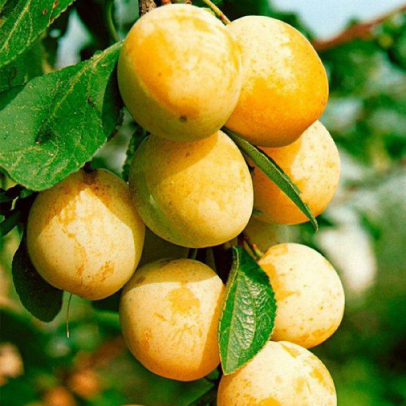 Слива колоноподібна Мірабель Слива колоноподібна Мірабель