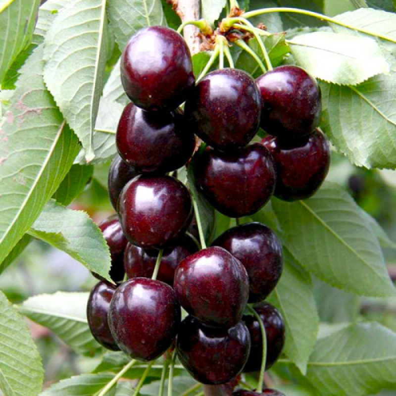 Колоновидна черешня Хелена Колоновидна черешня Хелена