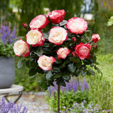 Троянда на штамбі 2 щеплення Дабл Делайт