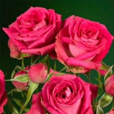 Троянда на штамбі 2 щеплення Меджик Пепіта