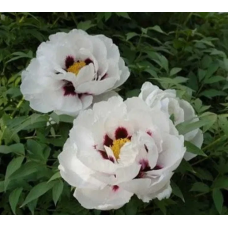 Піон деревовидний БІЛИЙ 3річний