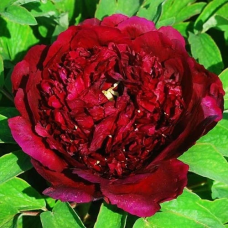 Піон деревовидний Бородовий 3річний