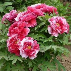 Піон деревовидний Біло- рожевий 3річний