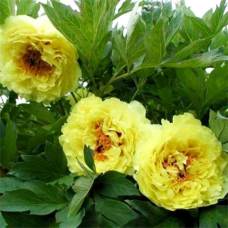 Піон деревовидний Жовтий 3річний