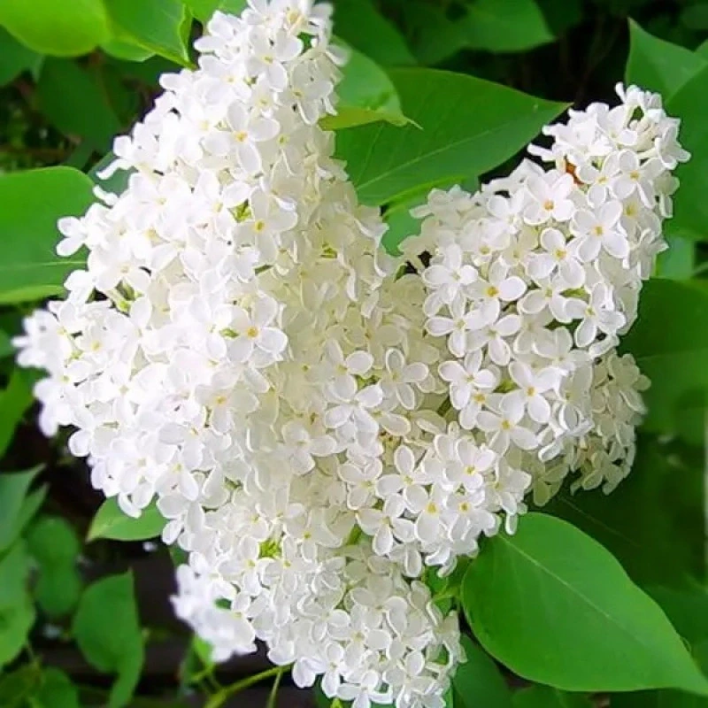 Бузок “Бетсі Росс” Саджанці дворічні Бузок “Бетсі Росс” Саджанці дворічні