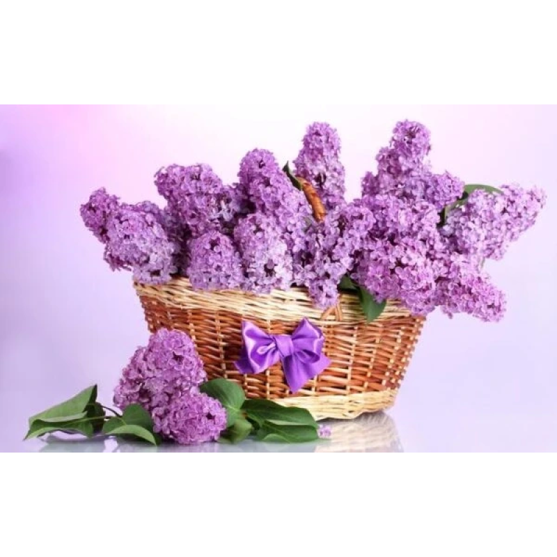 Бузок “Китайський” Саджанці дворічні